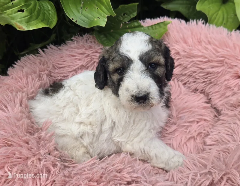 Breezy – Pyredoodle puppy for sale in Harrison, MI
