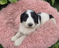 Bindi, a female Pyredoodle for sale in Harrison, MI – 2 of 4