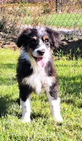 Simon, a male Aussiedoodle for sale in Harrison, MI – Photo 1 of 2