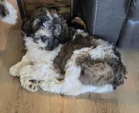 Brinley, a female Pyredoodle for sale in Harrison, MI – 3 of 4