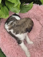 Brinley, a female Pyredoodle for sale in Harrison, MI – 4 of 4