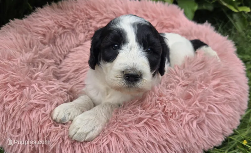 Bindi – Pyredoodle puppy for sale in Harrison, MI