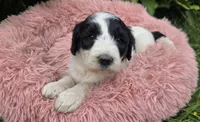 Bindi, a female Pyredoodle for sale in Harrison, MI – 1 of 4