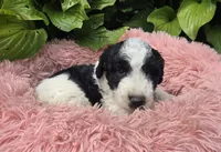 Blossom, a female Pyredoodle for sale in Harrison, MI – 2 of 3