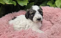 Breezy, a female Pyredoodle for sale in Harrison, MI – 2 of 3