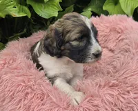 Brinley, a female Pyredoodle for sale in Harrison, MI – 2 of 4