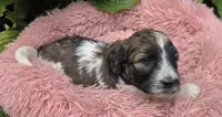 Brinley, a female Pyredoodle for sale in Harrison, MI – 3 of 4