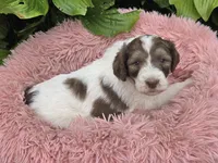Bailey, a female Pyredoodle for sale in Harrison, MI – 2 of 4