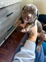 Male A, a male American Pit Bull Terrier for sale in Portage, IN – 1 of 1