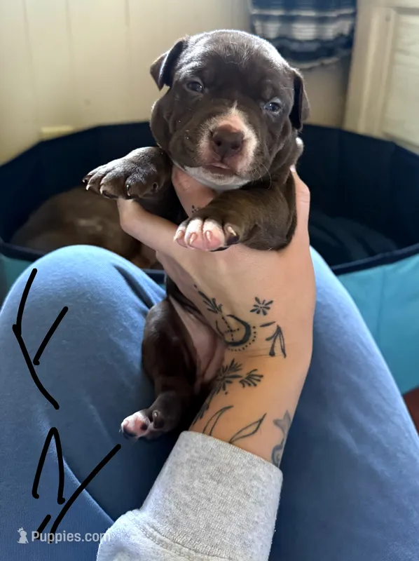 PUPPY C – American Pit Bull Terrier puppy for sale in Portage, IN