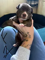 PUPPY C, a female American Pit Bull Terrier for sale in Portage, IN – 1 of 1
