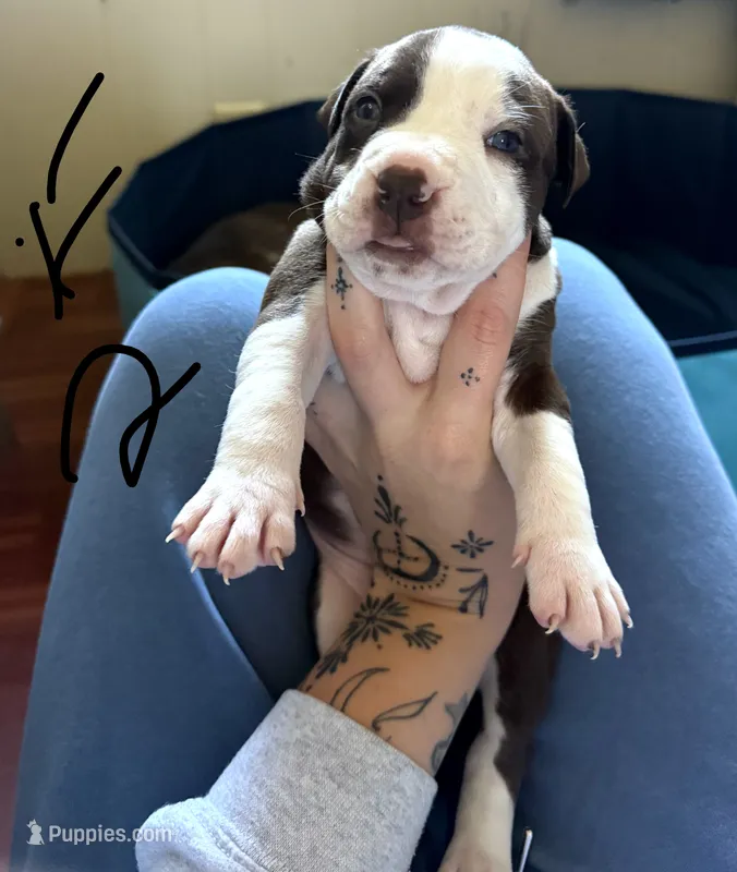 PUPPY B – American Pit Bull Terrier puppy for sale in Portage, IN