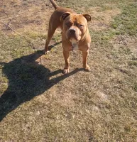 Female C, a female American Pit Bull Terrier for sale in Portage, IN – 2 of 3