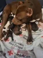 Female C, a female American Pit Bull Terrier for sale in Portage, IN – 3 of 3