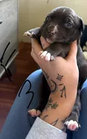 PUPPY D, a female American Pit Bull Terrier for sale in Portage, IN – 1 of 1