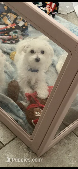 Romeo Jr. – Maltese puppy for sale in Clermont, FL