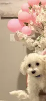 Romeo Jr., a male Maltese for sale in Clermont, FL – 2 of 2