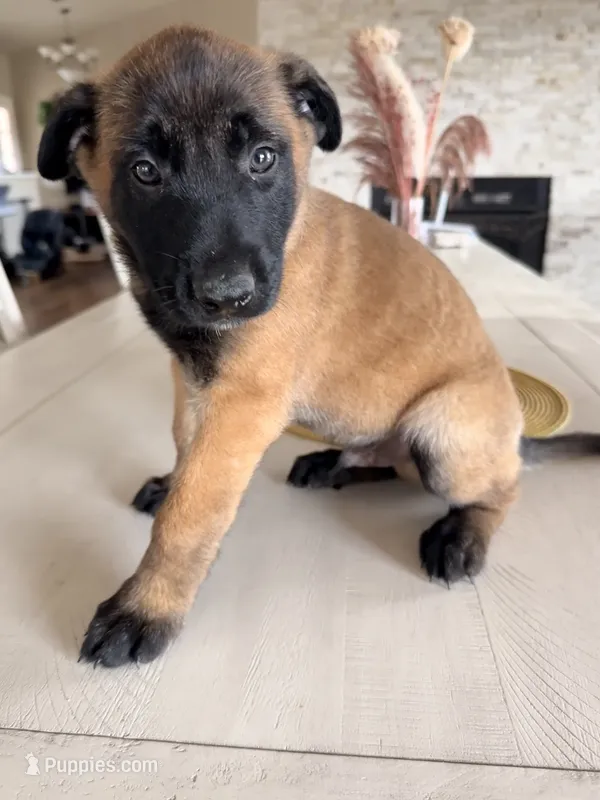Bill – Belgian Malinois puppy for sale in Fallbrook, CA