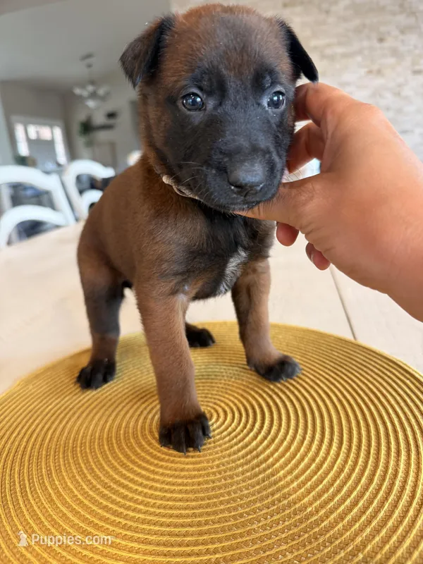Jackie Brown – Belgian Malinois puppy for sale in Fallbrook, CA
