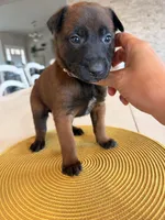 Jackie Brown, a female Belgian Malinois for sale in Fallbrook, CA – Photo 2 of 2