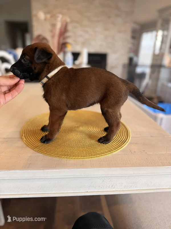 Jackie Brown – Belgian Malinois puppy for sale in Fallbrook, CA