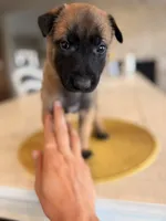 Vincent Vega, a male Belgian Malinois for sale in Fallbrook, CA – Photo 1 of 4