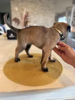 Vincent Vega, a male Belgian Malinois for sale in Fallbrook, CA – Photo 4 of 4