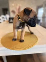 Vincent Vega, a male Belgian Malinois for sale in Fallbrook, CA – Photo 2 of 4