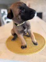 Vincent Vega, a male Belgian Malinois for sale in Fallbrook, CA – Photo 3 of 4