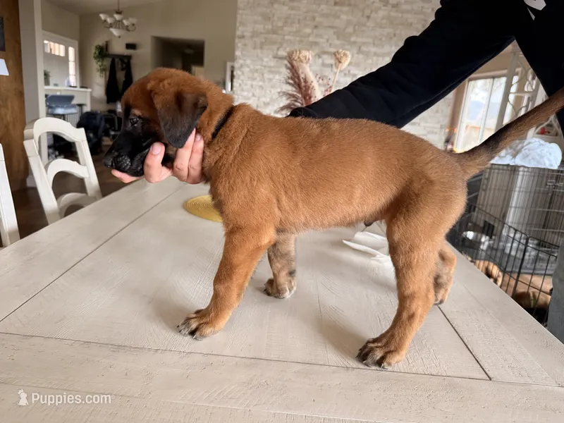Lt. Aldo – Belgian Malinois puppy for sale in Fallbrook, CA