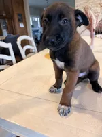 Mr. Purple, a male Belgian Malinois for sale in Fallbrook, CA – 3 of 5