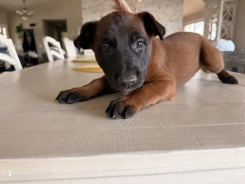 Jackie Brown – Belgian Malinois puppy for sale in Fallbrook, CA