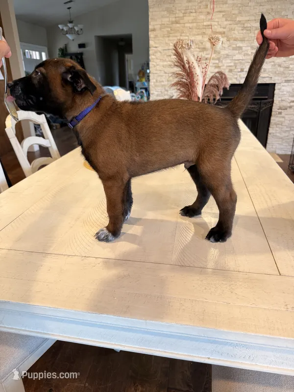 Mr. Purple – Belgian Malinois puppy for sale in Fallbrook, CA