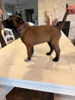 Mr. Purple, a male Belgian Malinois for sale in Fallbrook, CA – 2 of 5