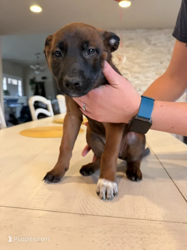 Daisy – Belgian Malinois puppy for sale in Fallbrook, CA