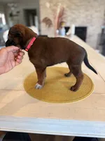 Daisy, a female Belgian Malinois for sale in Fallbrook, CA – Photo 2 of 2