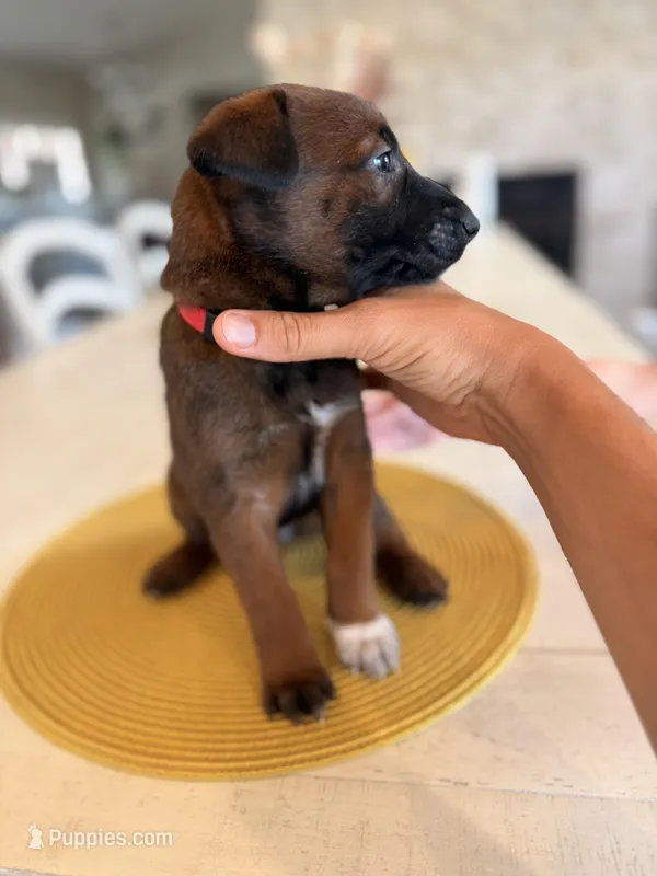 Daisy – Belgian Malinois puppy for sale in Fallbrook, CA