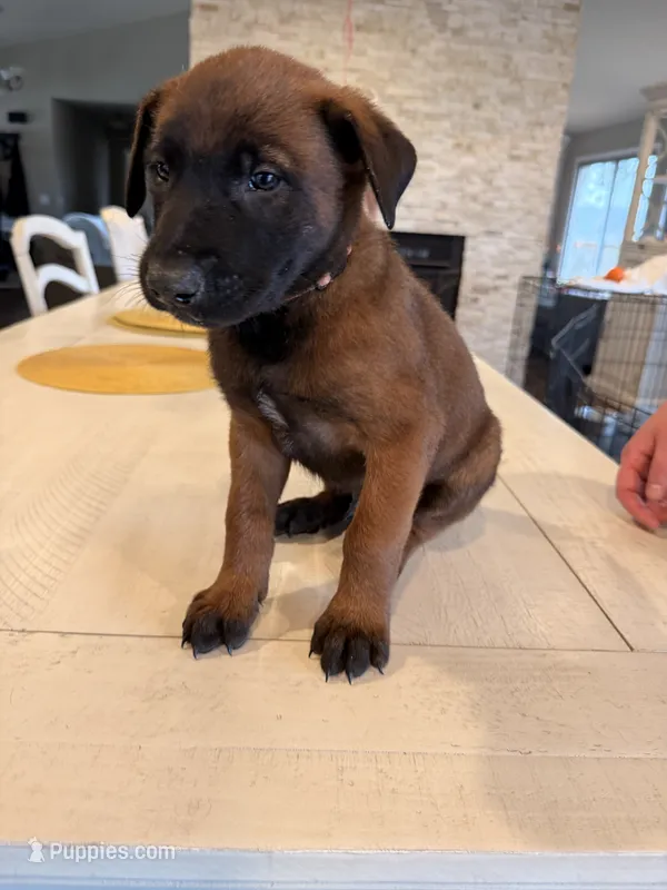 Mr. Blonde – Belgian Malinois puppy for sale in Fallbrook, CA