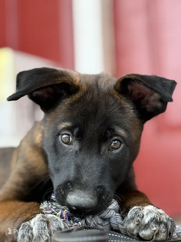 Mr. Purple – Belgian Malinois puppy for sale in Fallbrook, CA