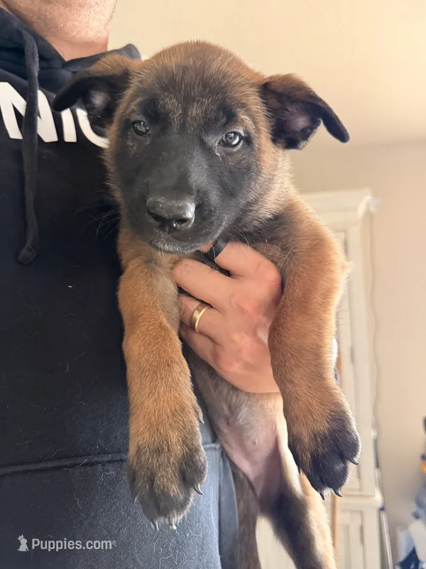 Mia Wallace – Belgian Malinois puppy for sale in Fallbrook, CA