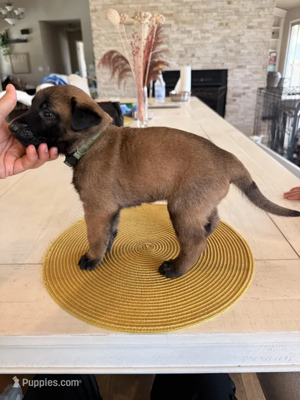 Bill – Belgian Malinois puppy for sale in Fallbrook, CA