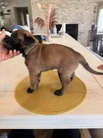 Bill, a male Belgian Malinois for sale in Fallbrook, CA – Photo 1 of 2