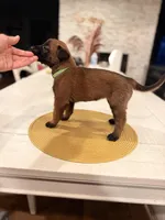 Mia Wallace, a female Belgian Malinois for sale in Fallbrook, CA – Photo 2 of 2