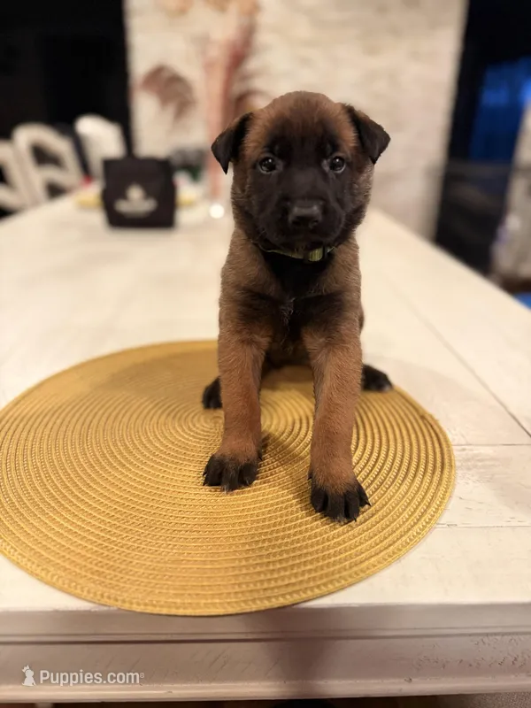 Mia Wallace – Belgian Malinois puppy for sale in Fallbrook, CA