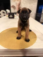 Mia Wallace, a female Belgian Malinois for sale in Fallbrook, CA – Photo 1 of 2