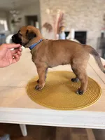 Jules, a female Belgian Malinois for sale in Fallbrook, CA – Photo 2 of 2