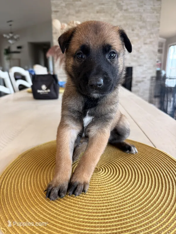 Jules – Belgian Malinois puppy for sale in Fallbrook, CA