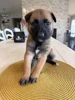 Jules, a female Belgian Malinois for sale in Fallbrook, CA – Photo 1 of 2