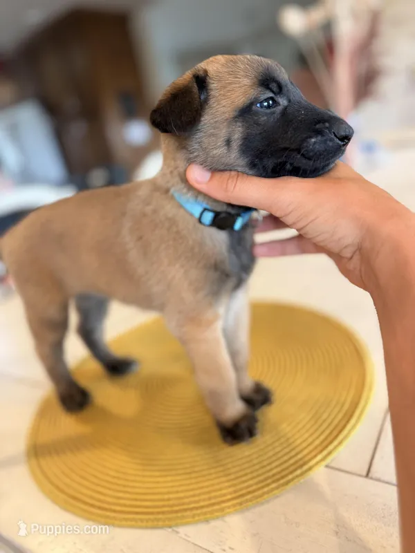 The Bride – Belgian Malinois puppy for sale in Fallbrook, CA