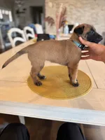 The Bride, a female Belgian Malinois for sale in Fallbrook, CA – Photo 3 of 3